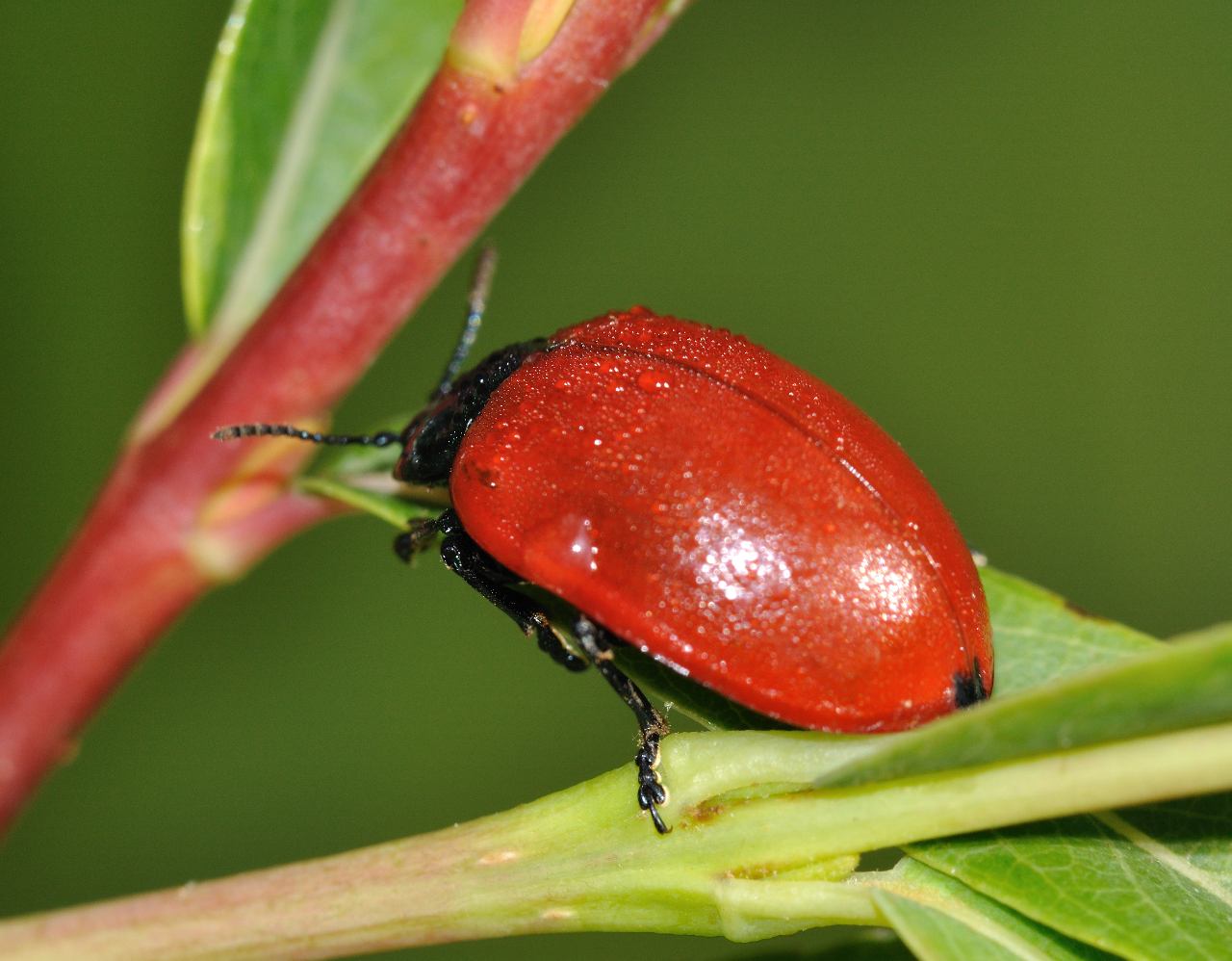 Chrysomela populi ?